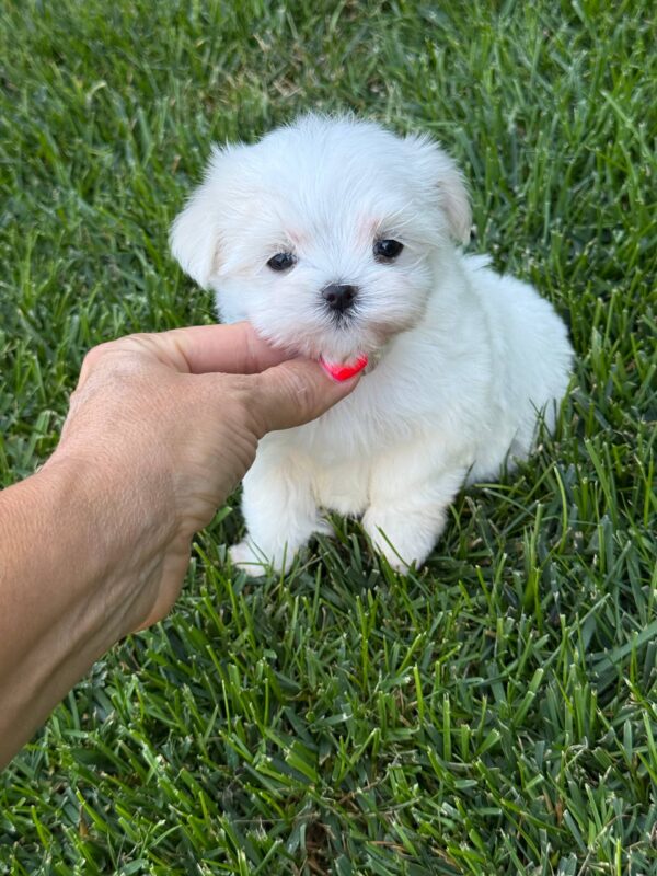 Aurora Maltese Aurora Maltese
