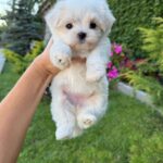 Aurora-female-Biewer-puppy-for-sale- (6)
