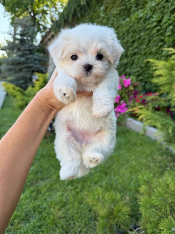 Aurora Maltese Aurora Maltese