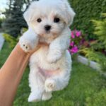 Aurora-female-Biewer-puppy-for-sale- (7)