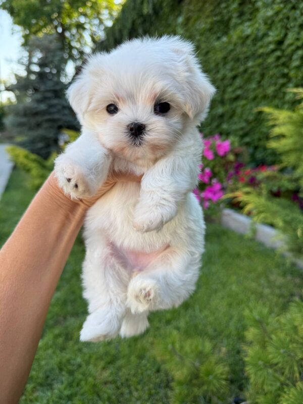 Aurora Maltese Aurora Maltese