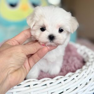Aurora Maltese Aurora Maltese