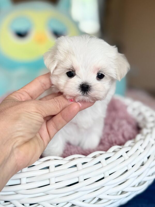 Aurora Maltese Aurora Maltese