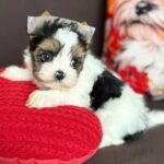 Avangard-male-Biewer-Yorkshire-Terrier-puppy-for-sale- (1)