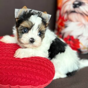 Avangard Biewer Yorkshire Terrier Avangard Biewer Yorkshire Terrier