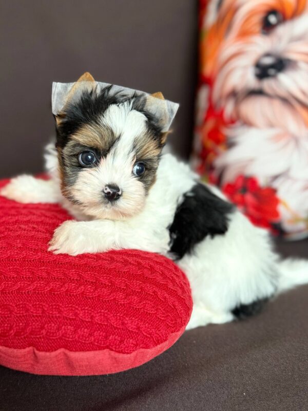 Avangard Biewer Yorkshire Terrier Avangard Biewer Yorkshire Terrier