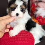 Avangard-male-Biewer-Yorkshire-Terrier-puppy-for-sale- (2)