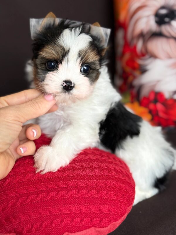 Avangard Biewer Yorkshire Terrier Avangard Biewer Yorkshire Terrier
