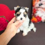 Avangard-male-Biewer-Yorkshire-Terrier-puppy-for-sale- (3)