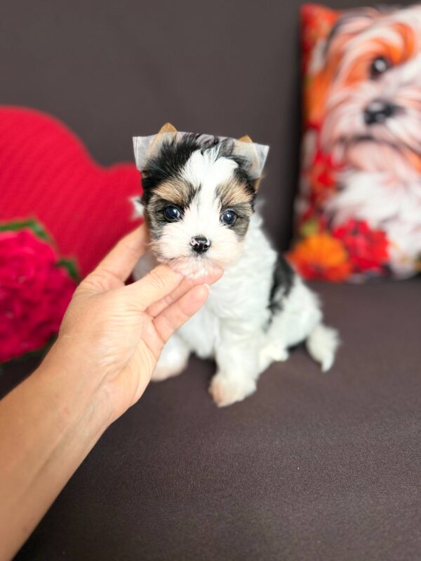 Avangard Biewer Yorkshire Terrier Avangard Biewer Yorkshire Terrier