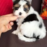 Avangard-male-Biewer-Yorkshire-Terrier-puppy-for-sale- (4)