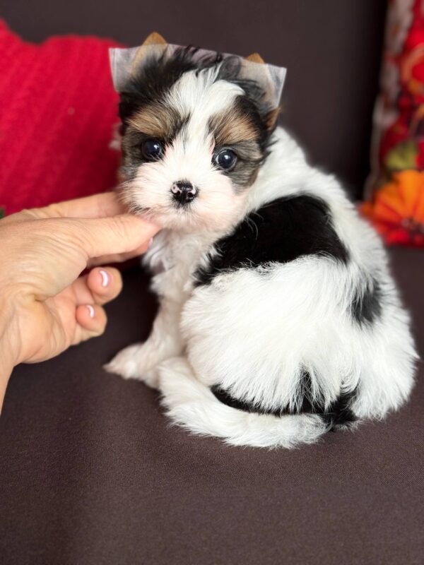 Avangard Biewer Yorkshire Terrier Avangard Biewer Yorkshire Terrier