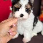 Avangard-male-Biewer-Yorkshire-Terrier-puppy-for-sale- (5)