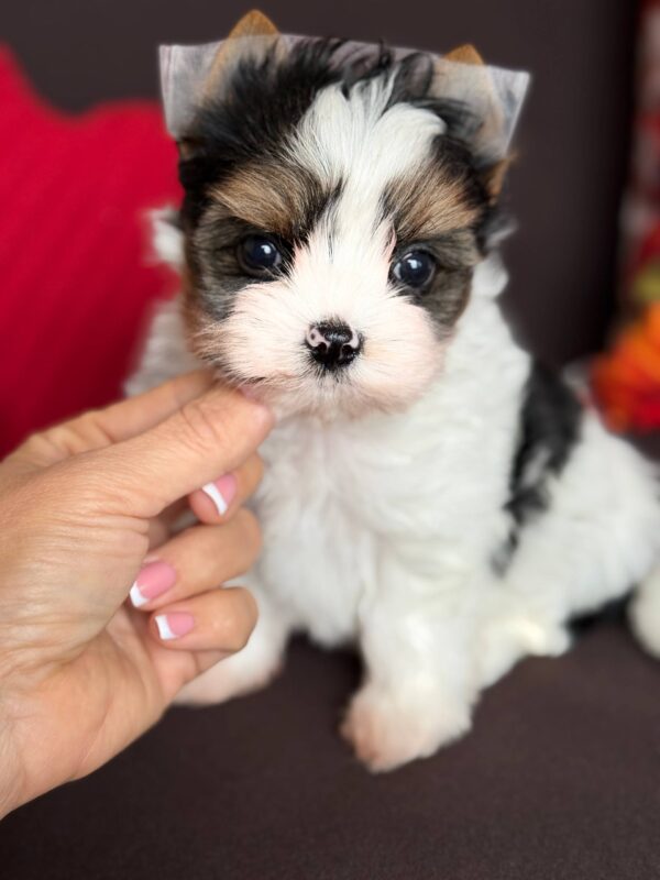 Avangard Biewer Yorkshire Terrier Avangard Biewer Yorkshire Terrier
