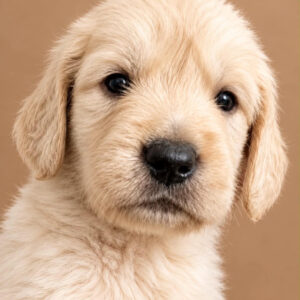 Bambi Golden Retriever Bambi Golden Retriever