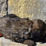 Bart-male-cavapoo-puppy-for-sale-1 (1)