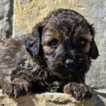 Bart-male-cavapoo-puppy-for-sale-1 (2)