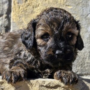 Bart Cavapoo Bart Cavapoo