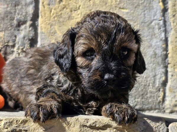 Bart Cavapoo Bart Cavapoo