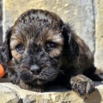 Bart-male-cavapoo-puppy-for-sale-1 (3)