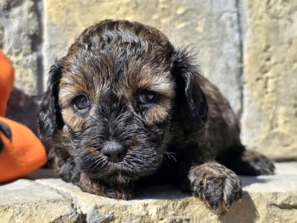 Bart Cavapoo Bart Cavapoo