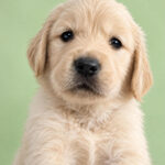 Bega-female-Golden-retriver -puppy-for-sale-1