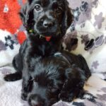 Bellatrix-and-Bonnie-female-English-Cocker-Spaniel-puppy-for-sale- (1)