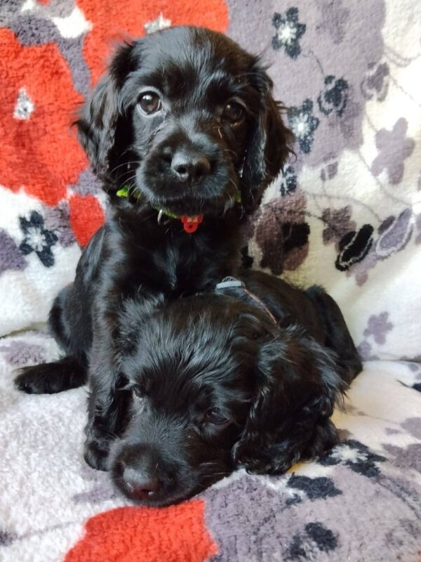 Bellatrix and Bonnie English Cocker Spaniel Bellatrix and Bonnie English Cocker Spaniel