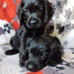 Bellatrix-and-Bonnie-female-English-Cocker-Spaniel-puppy-for-sale- (2)