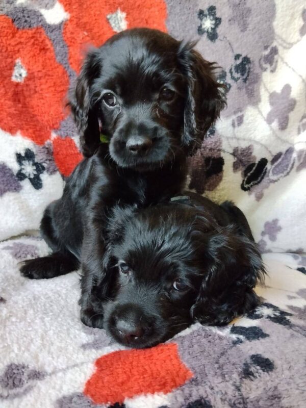 Bellatrix and Bonnie English Cocker Spaniel Bellatrix and Bonnie English Cocker Spaniel