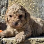 Ben-male-cavapoo-puppy-for-sale-1 (1)