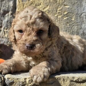 Ben Cavapoo Ben Cavapoo