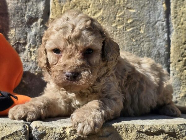 Ben Cavapoo Ben Cavapoo