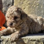 Ben-male-cavapoo-puppy-for-sale-1 (2)