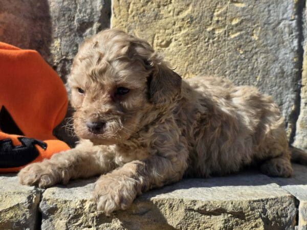 Ben Cavapoo Ben Cavapoo