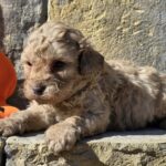 Ben-male-cavapoo-puppy-for-sale-1 (3)