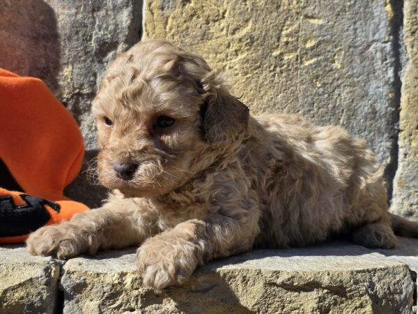 Ben Cavapoo Ben Cavapoo