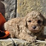 Ben-male-cavapoo-puppy-for-sale-1 (4)
