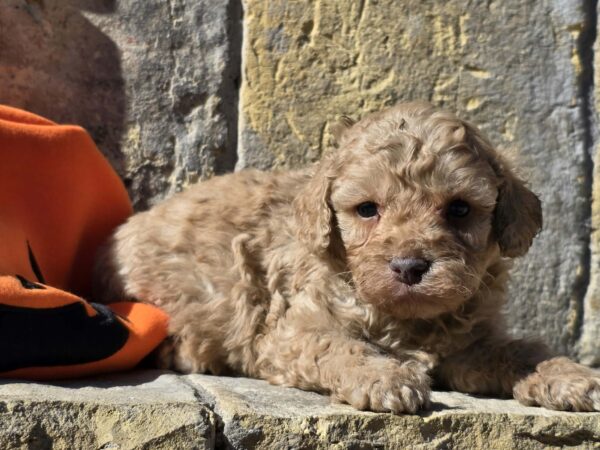 Ben Cavapoo Ben Cavapoo