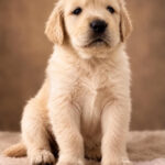 Benta-female-Golden-retriver -puppy-for-sale-1