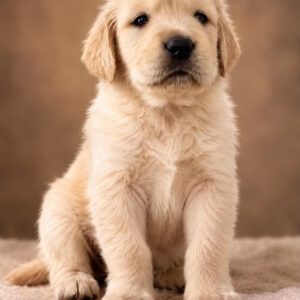 Benta Golden Retriever Benta Golden Retriever