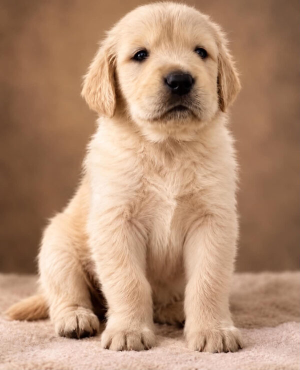 Benta Golden Retriever Benta Golden Retriever