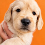 Bero-male-Golden-retriver -puppy-for-sale-1