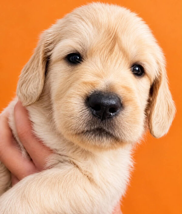 Bero Golden Retriever Bero Golden Retriever