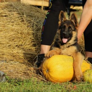 Bessie German Shepherd Bessie German Shepherd