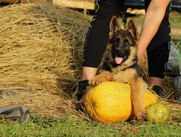 Bessie German Shepherd Bessie German Shepherd