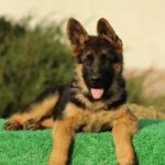 Bessie-female-German-shepherd-puppy-for-sale-1 (2)