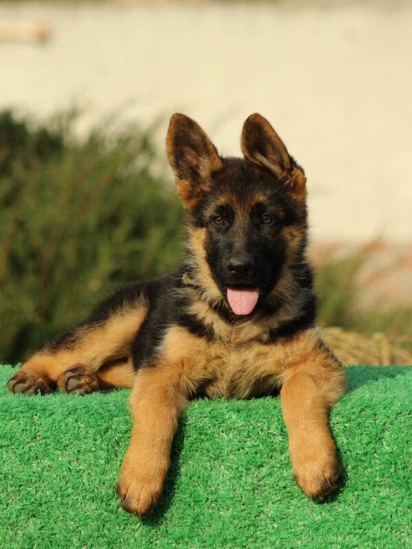 Bessie German Shepherd Bessie German Shepherd