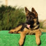 Bessie-female-German-shepherd-puppy-for-sale-1 (3)