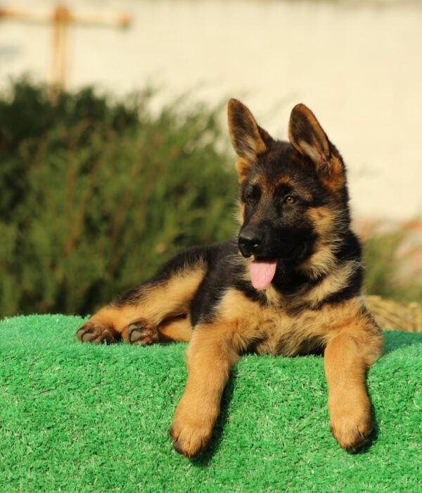 Bessie German Shepherd Bessie German Shepherd